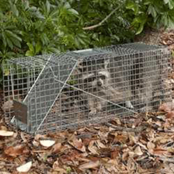 Racoon Inside Metal Trap Outdoors