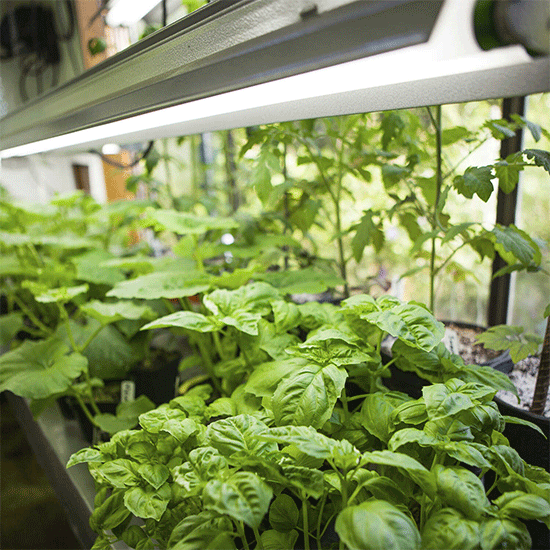 Vegetables Being Grown Indoors Under UV Light