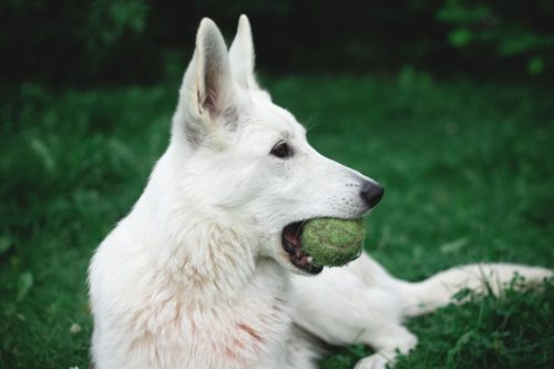 dog with tennis ball - Bozeman, Montana