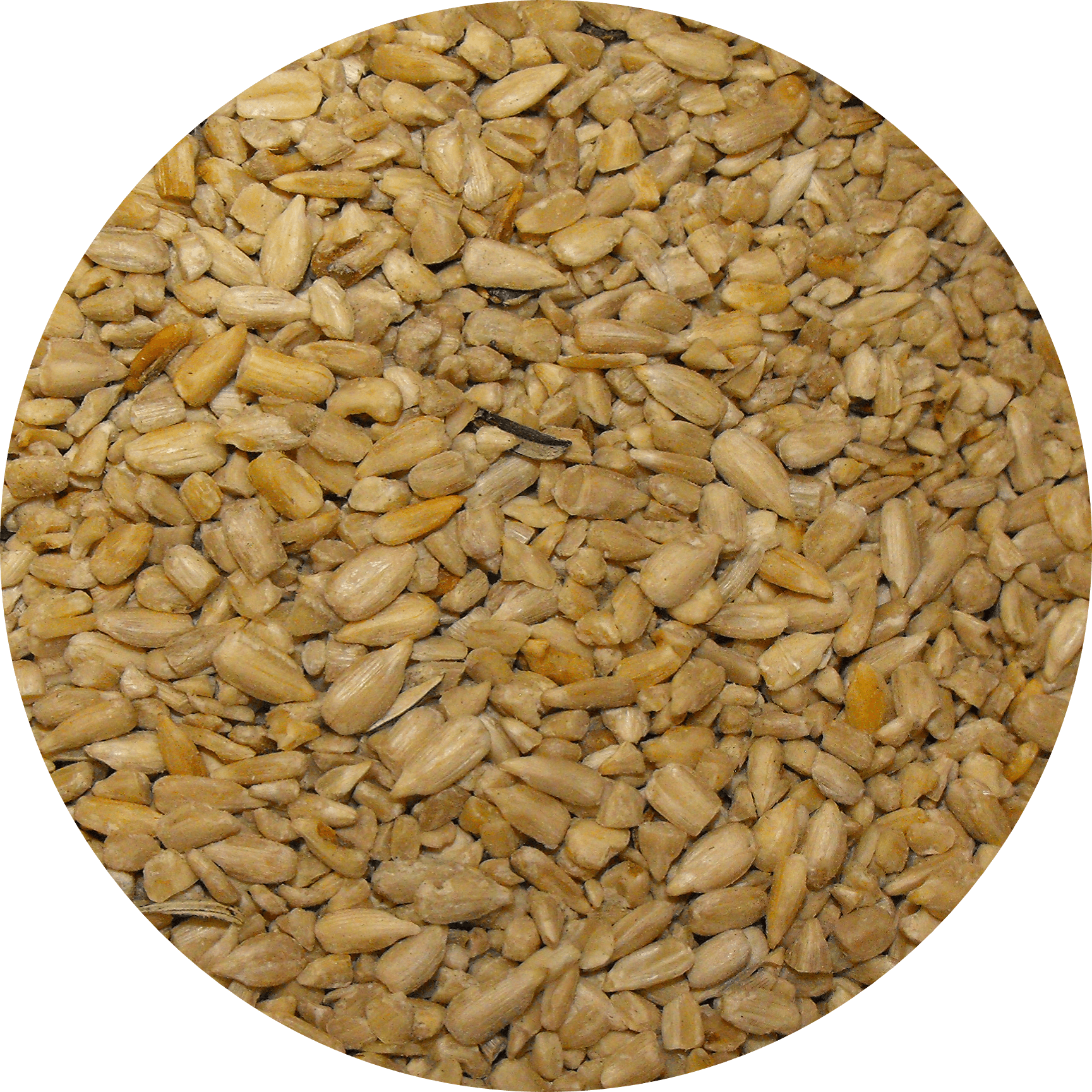 Medium Chips Seeds Bozeman Montana