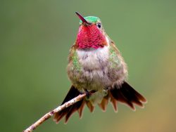 © Ted Floyd | Macaulay Library | Broad-Tailed Hummingbird | Bozeman Montana
