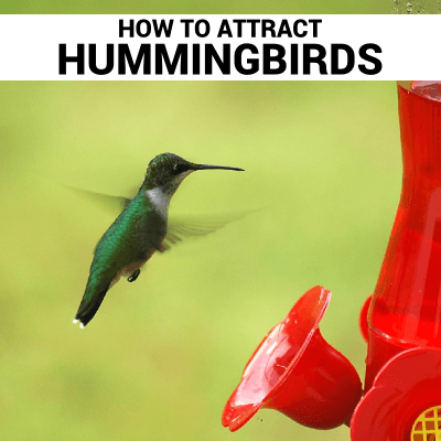 how to attract hummingbirds - Bozeman, Montana