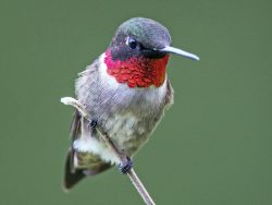 © Ian Davies | Macaulay Library | Ruby-Throated Hummingbird | Bozeman Montana