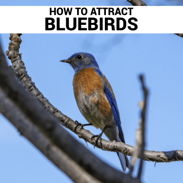 How To Attract Bluebirds bozeman montana