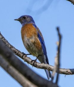 Western Bluebird | Bozeman Montana