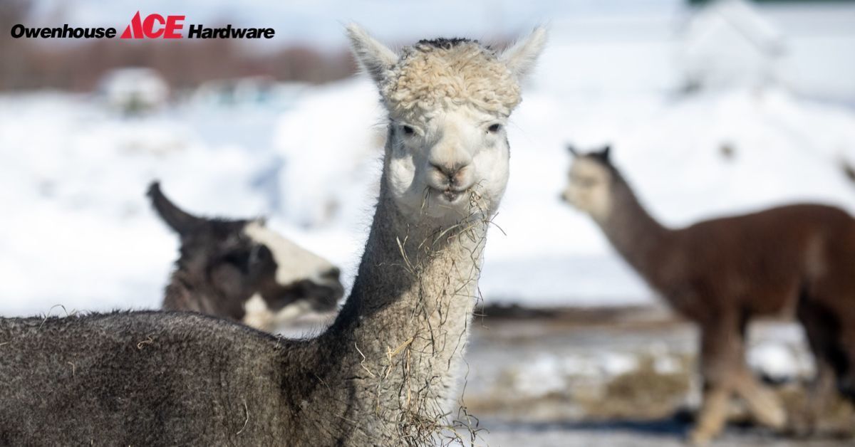 Alpaca Wool Clothing - Bozeman, Montana - Owenhouse ACE Hardware