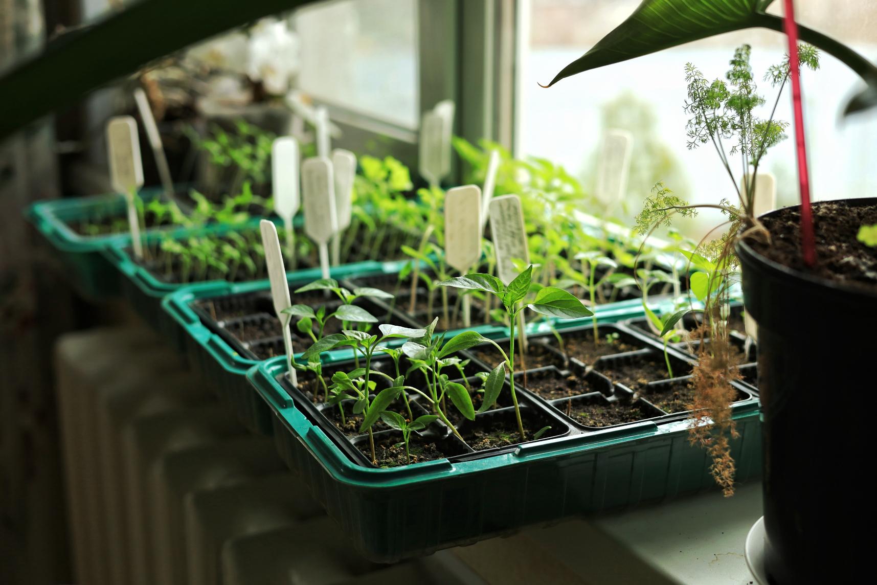 vegetable seedings in a platner