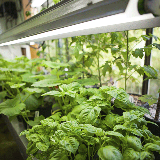 hydroponic growth plants garden