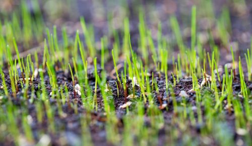 Close-up on grass after germination