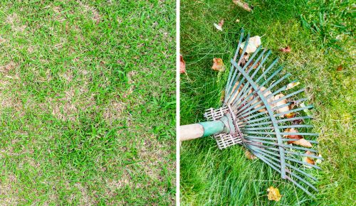 Grass bald spots and rake removing debris from lawn