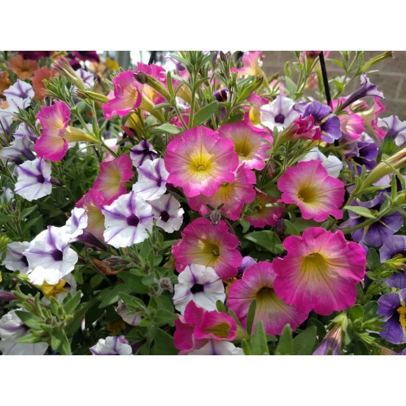 Assorted flowers at Owenhouse Ace bozeman montana