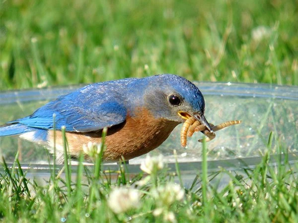 Bluebird with Mealworms