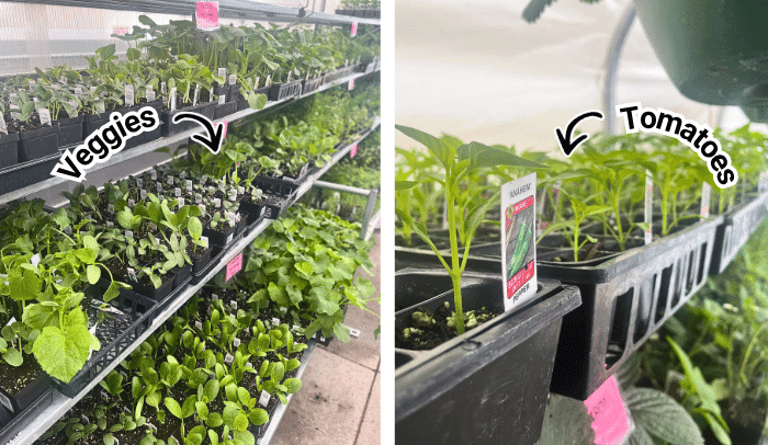 Bozeman Vegetable Tomato Plants