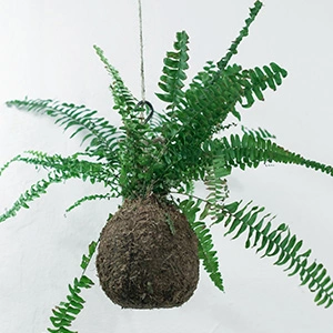 Caring for a hanging fern plant in a brown hanging vase