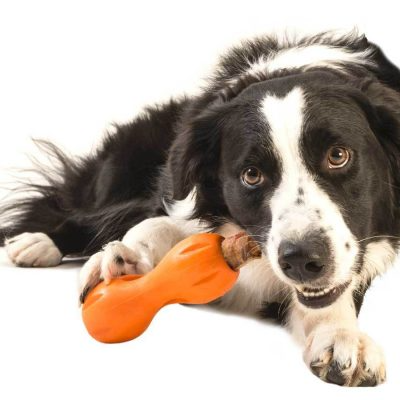 dog with West Paw