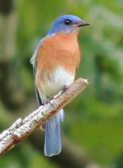 Eastern Bluebird