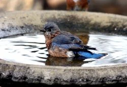 Eastern Bluebird in Birdbath