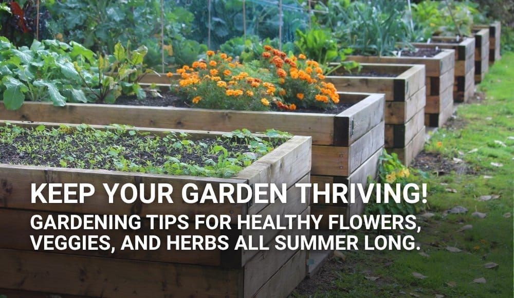 How to Keep Your Bozeman Garden Thriving Through the July Heat