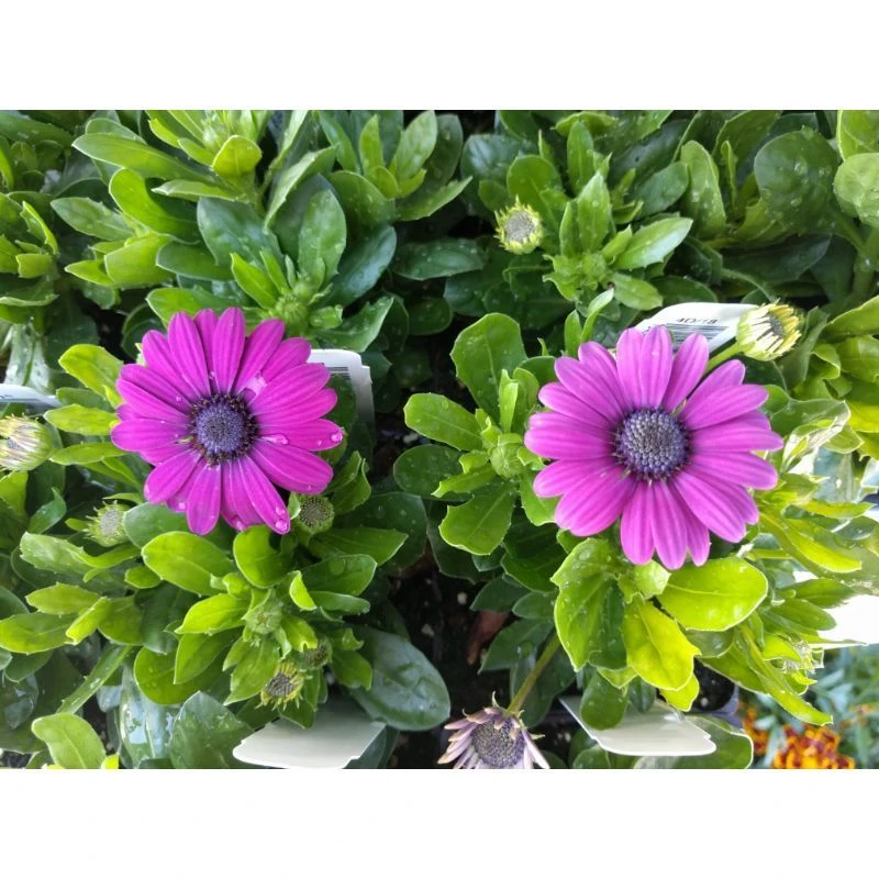 Gerbera Daisy Flower with purple petals at owenhouse ace, bozeman montana