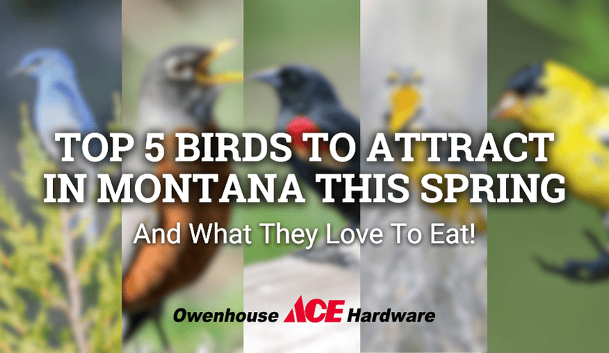 Top 5 Birds to Attract in Montana This Spring (& What They Love to Eat!)