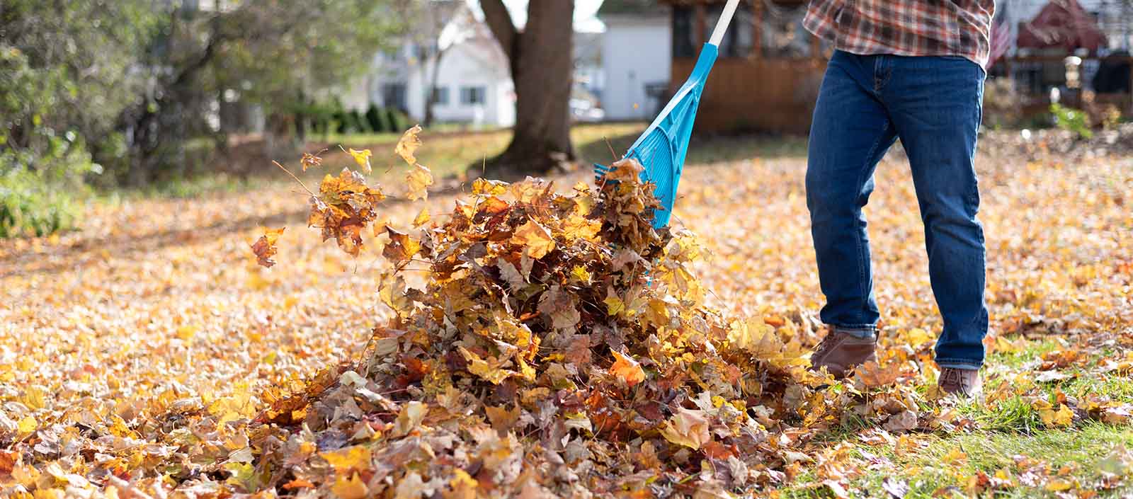 Clean Up Leaves