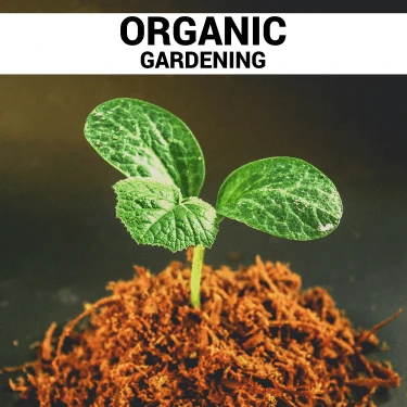 A Pro Guide to Organic Gardening in Montana