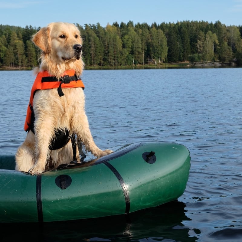 River Tube Inflation With Dog