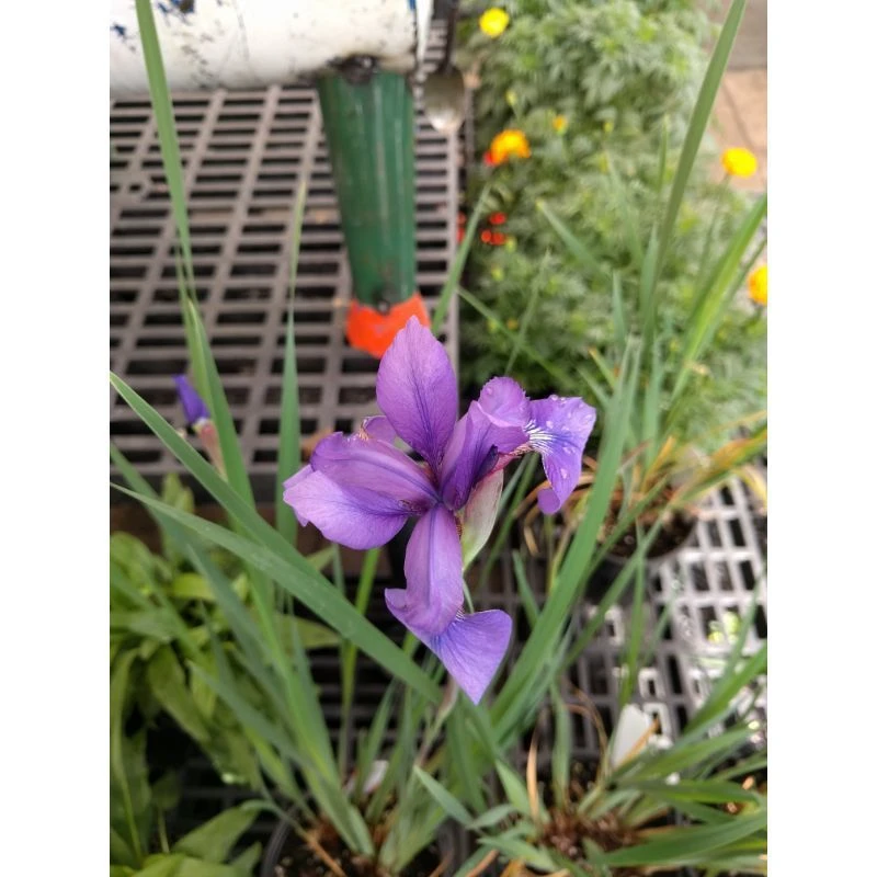 Siberian Iris flower at owenhouse ace in bozeman montana