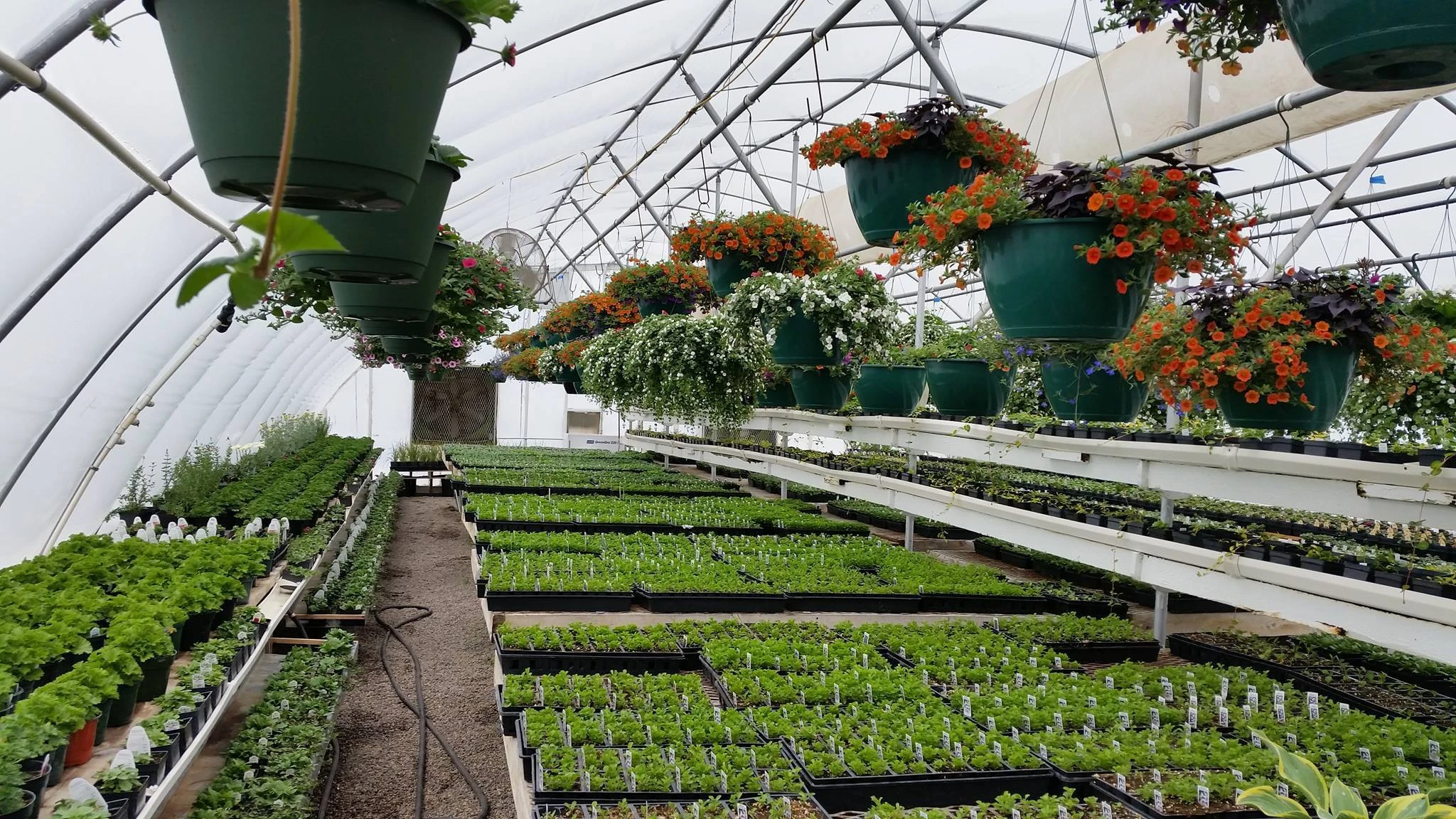 Special K Ranch indoor plant starts in bozeman, montana