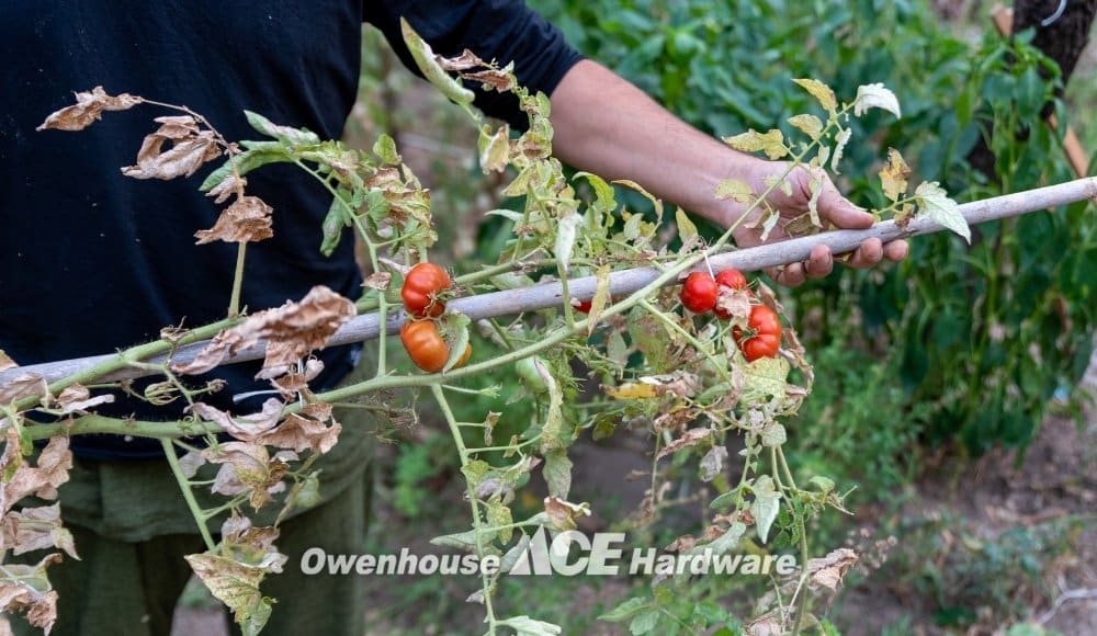 Tomato Plant Dying From Heat