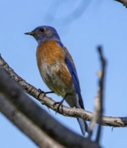 Western Bluebird