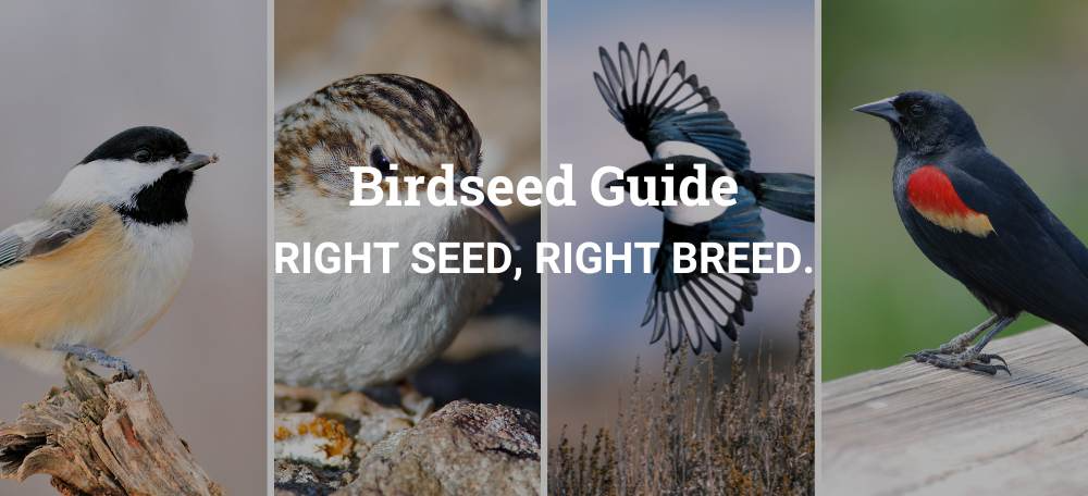 Birdseed Guide: Right Seed, Right Breed
