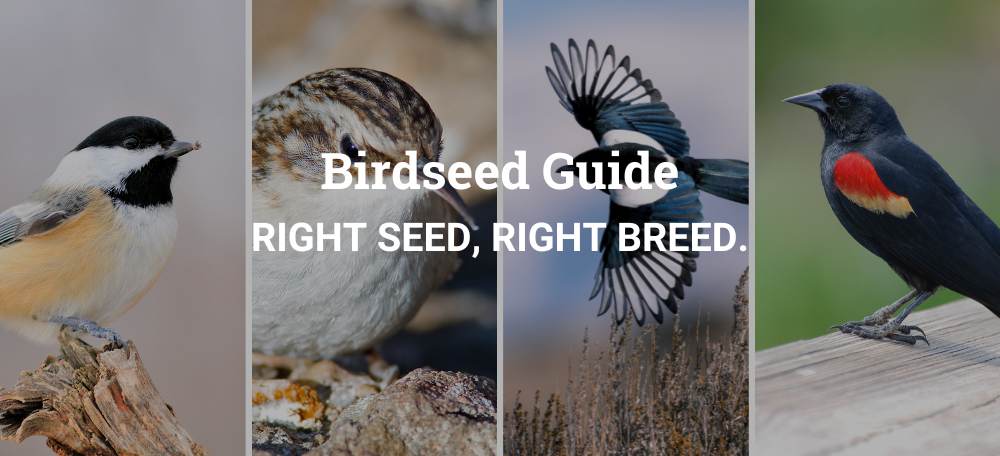 Birdseed Guide: Right Seed, Right Breed. thumbnail