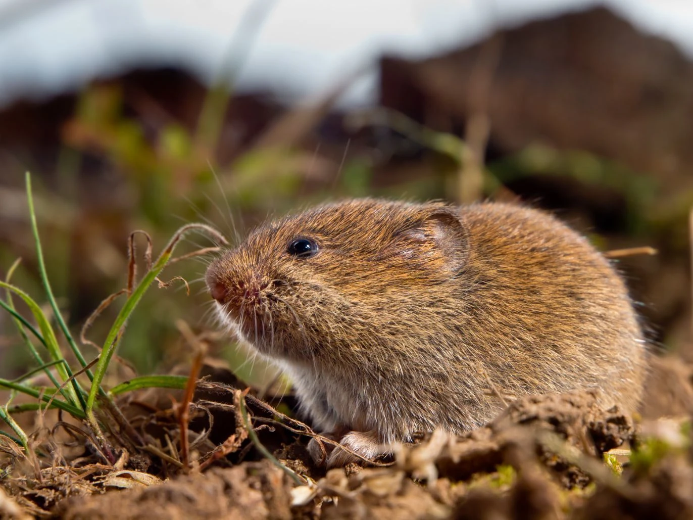 common vole on the ground in bozeman montana