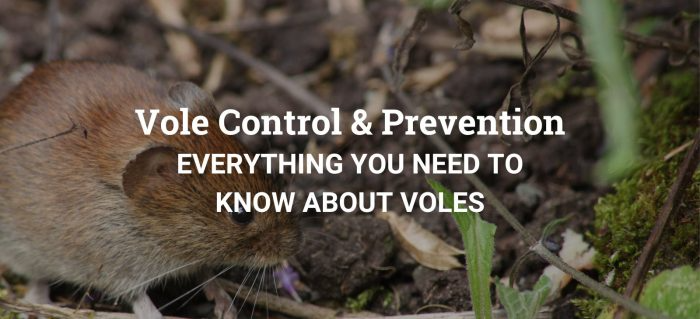 Vole Control And Prevention In Bozeman, MT