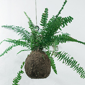 a fern in a hanging planter