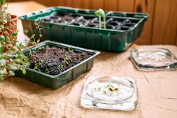 Germinating Seeds for Growing Plants