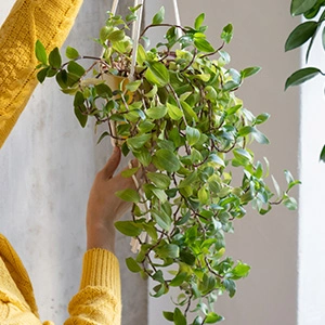 hanging ivy