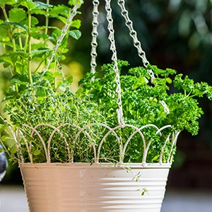 herbs growing in a hanging vase