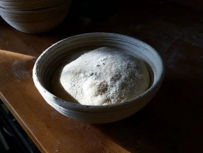 placing shaped dough into a banneton