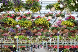 various potted flowering plants and hanging basket plants in a greenhouse
