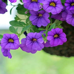 purple flowers that are good to be in hanging vases