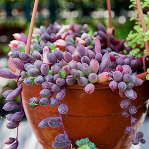 purple succulents as a hanging plant