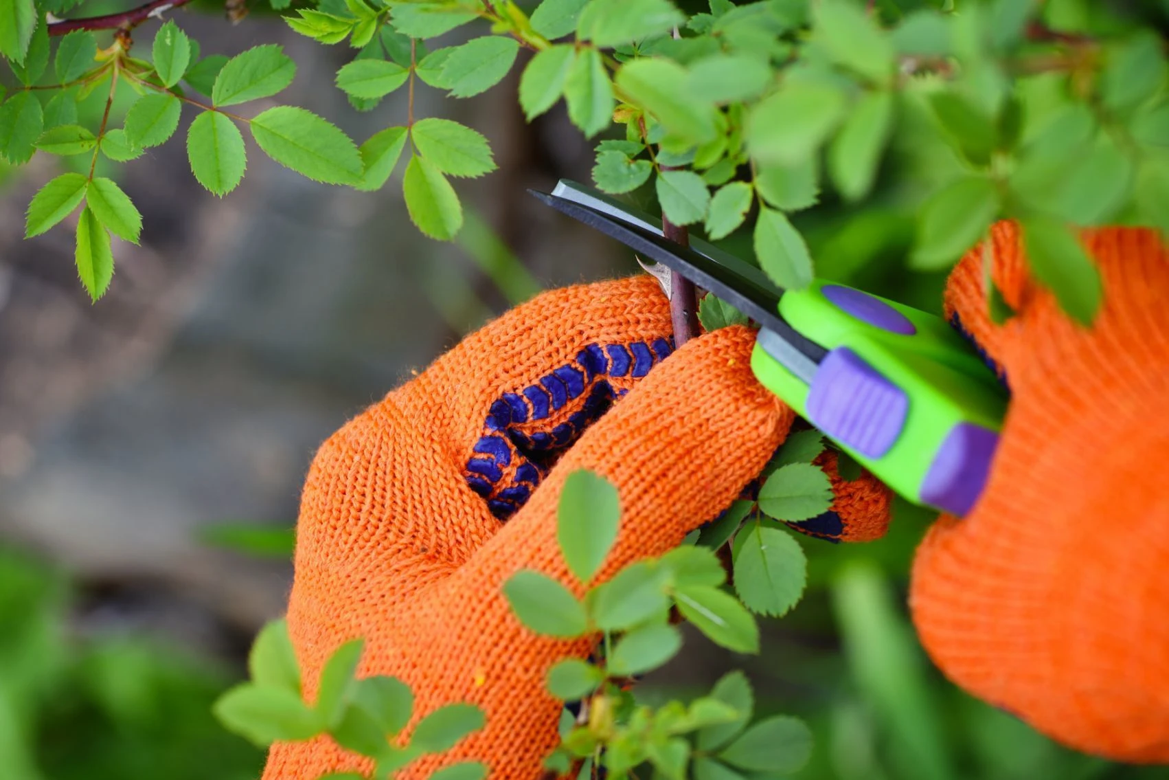 spring pruning trees with orange gloves and green gardening shears