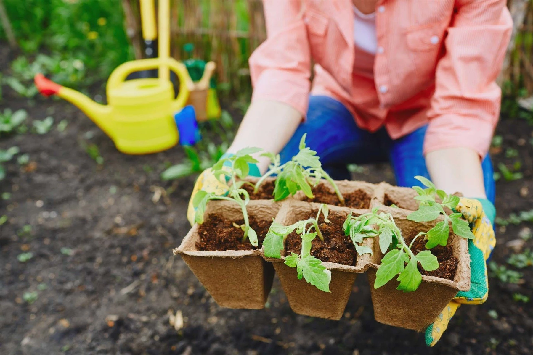tomato sprouts in peat pots with garden and plant soil in bozeman montana