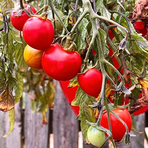 tomatoes growing and hanging