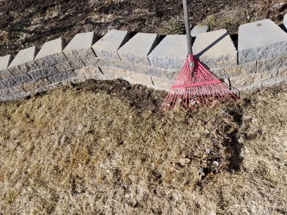 using a rake from bozeman montana to fix vole damage