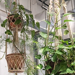 various grasses that are hanging from a ceiling of a house
