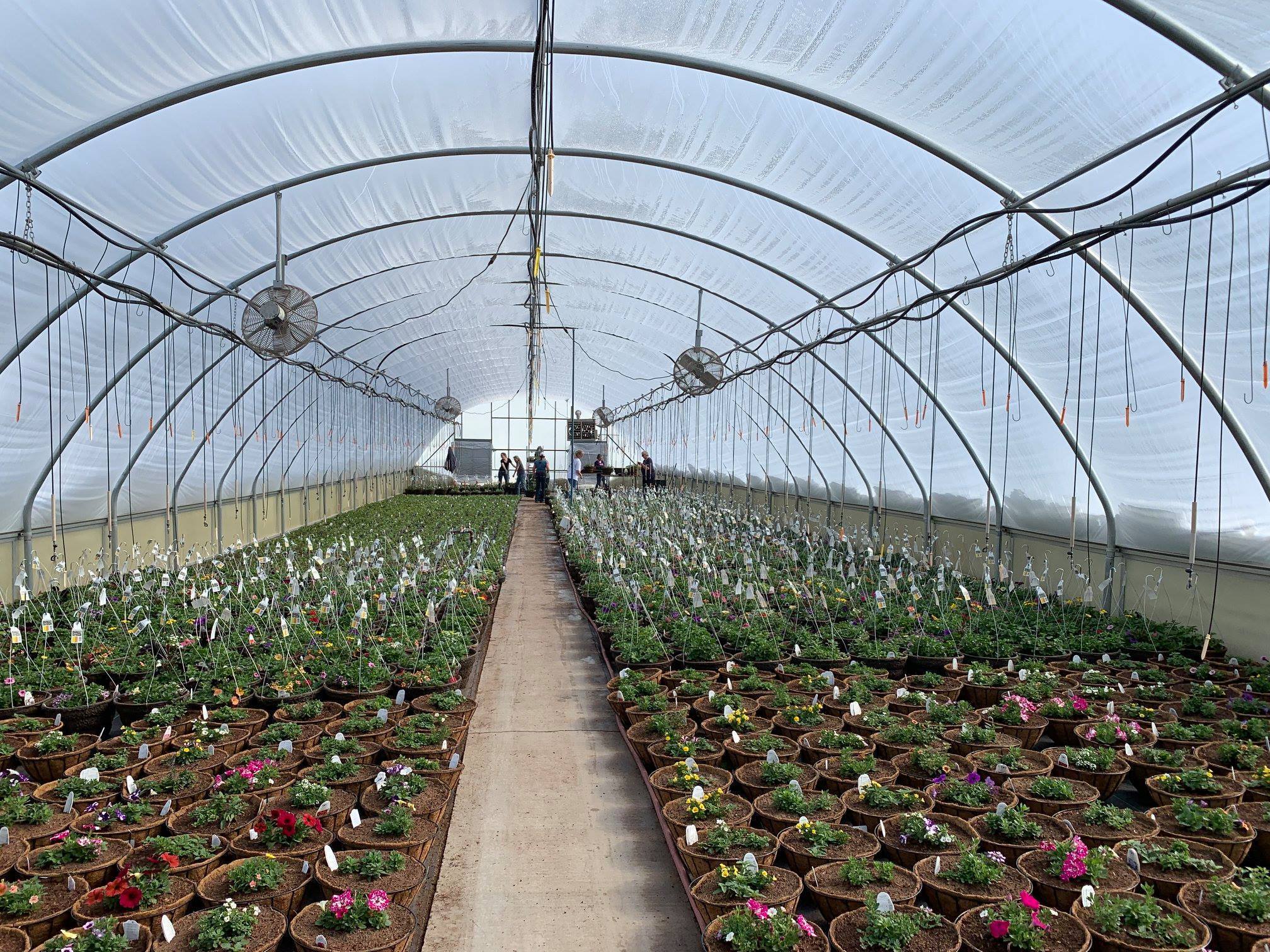 visser greenhouse interior bozeman montana ace hardware