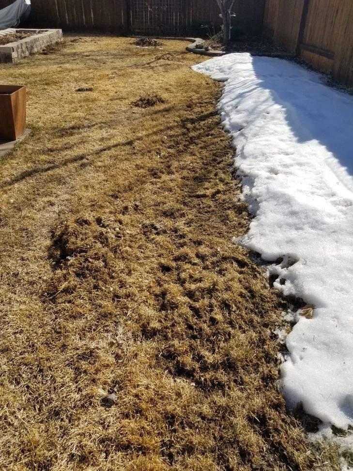 vole lawn repair bozeman montana